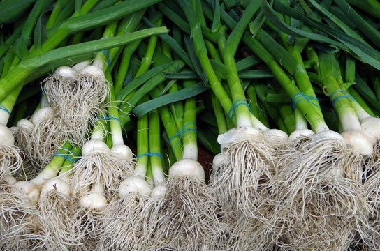 Bunches of green scallions with bulbs and roots 