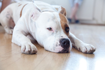 Obraz premium Dog at home