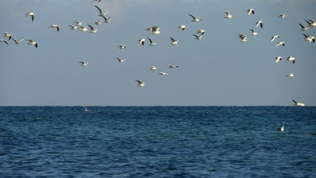 Seagull Flying Above Sea With Background Of Blue Stormy Sea And Gray Sky. Slow Motion 50 Fps. Still Camera With Birds Flying From Left To Right.