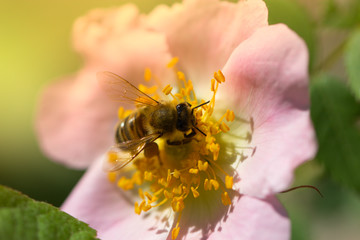 Bee on a  pink flower (rose hips). Macro of honey bee (Apis) on