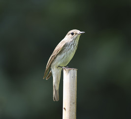 flycatcher