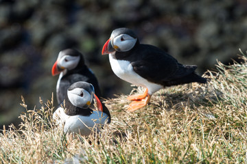 Papageitaucher Island 8