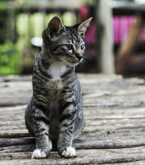 puss or cat sitting on wooden plate