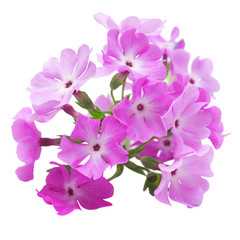 Pink primrose flowers