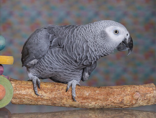 African Grey parrot stood on a natural wooden perch