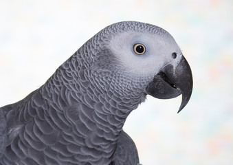 African Grey parrot head against a white background
