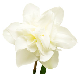 White narcissus