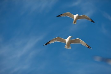 Two flying gulls with open wings