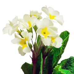 White primrose flowers