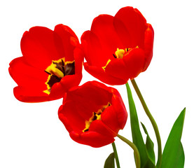 Three red tulips