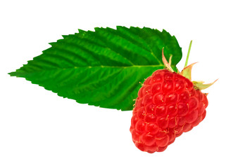 One raspberry with leaf