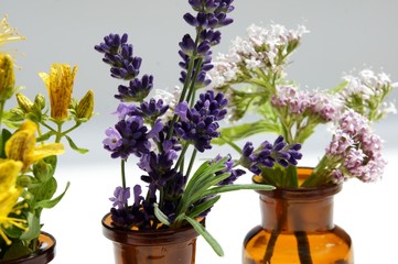 Lavendel, Baldrian, Johanniskraut, Duft, Phytotherapie