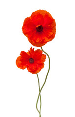 Two red poppy