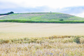 Wheat field with a hill in the background.