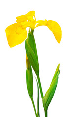 Beautiful yellow iris flower © Flower Studio