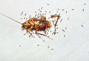 Dead cockroach eaten by ants.