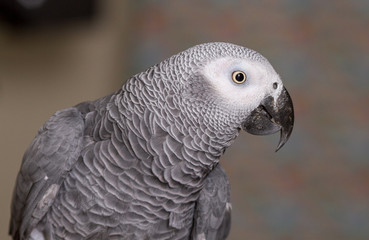 African Grey parrot head and wings