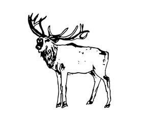 Hirsch deer vector illustration