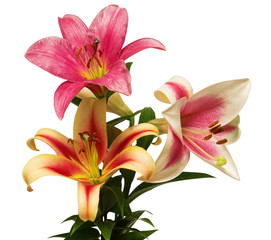 Bouquet of lily flowers