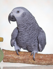 African Grey parrot stood on a natural wooden perch