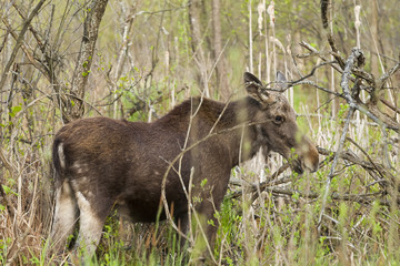 Fototapeta premium Moose in the natural environment swamp. Biebrza marshes National Park. The largest mammal hoofed on swamps. 