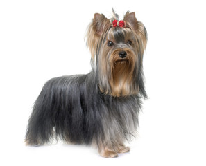 young yorkshire terrier