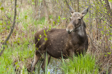 Moose in the natural environment swamp. Biebrza marshes National Park. The largest mammal hoofed on swamps.
