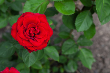 One big red rose in garden, top view, copyspace