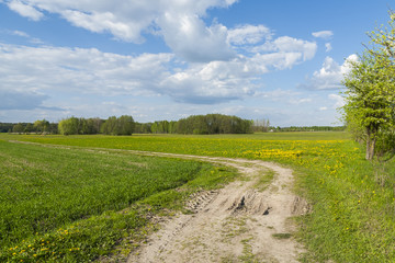 Fototapeta na wymiar Sunny day in the field, gravel road through the meadow, sunny weather.