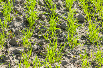 Germinating grain, young plants in the background of plowed soil