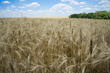 Fototapeta na wymiar поле пшеницы