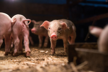 Little baby pigs. © Dusan Petkovic