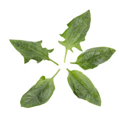 Fototapeta premium Fresh amaranth leaves isolated on white background