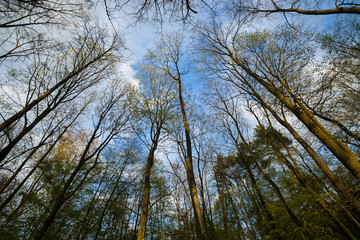 The tops of trees photographed from below.