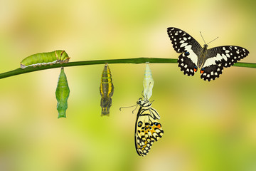 Fototapeta premium Transformation of Lime Butterfly