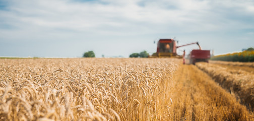 Harvester on the field loading crops. - obrazy, fototapety, plakaty