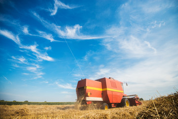 Obraz premium Harvester cropping the field.