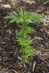 Cannabis Plant