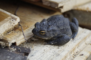 Erdkröte im Holzstapel 