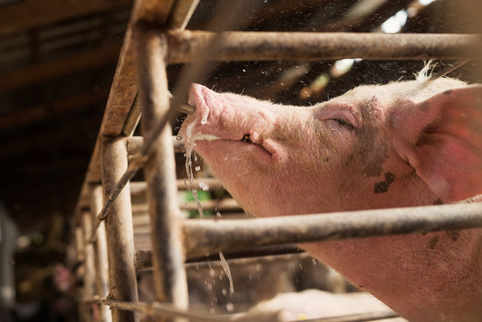 Swine in a pigsty, drinking water and refreshing itself.