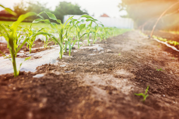 Corn plants in the garden.

