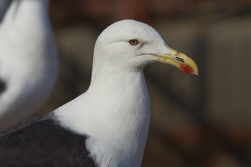 Kelp Gull (Larus dominicanus) at the fish market in the   port city of Valparaiso in Chile.