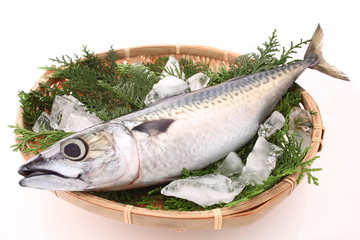 鯖