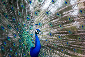 Fototapeta na wymiar Splendid peacock with feathers out (Pavo cristatus) 