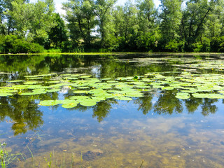 Lake in the forest