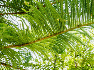 Obraz na płótnie Canvas Close-up of Christmas pine fir tree branches background