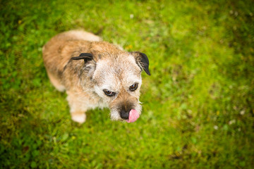Portrait of a cute dog sitting on a green lawn, looking up