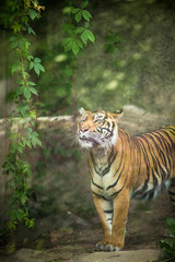 Closeup of a Siberian tiger also know as Amur tiger 