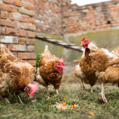Hens in a farmyard (Gallus gallus domesticus)