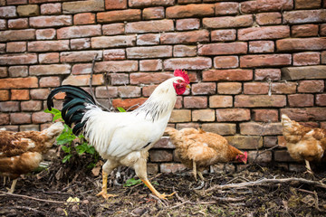 Hens in a farmyard (Gallus gallus domesticus)